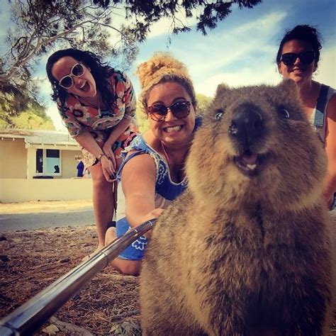 Quokka Selfie Is Cutest Trend In Australia Right Now | Bored Panda