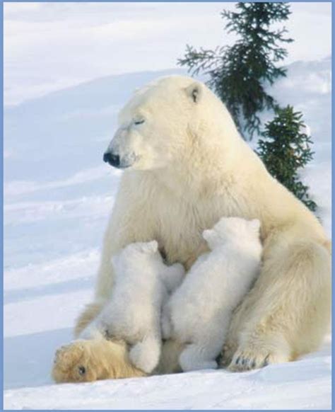 What a lovely photo of this mama polar bear tandem breastfeeding ...