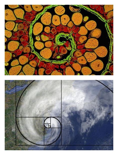 Fibonacci Spiral Painting at PaintingValley.com | Explore collection of ...