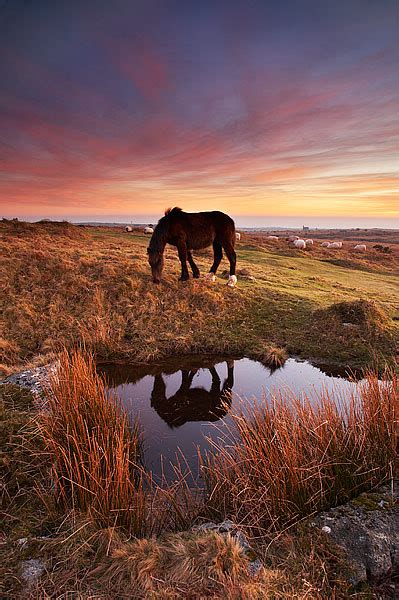 Horse Bodmin Moor