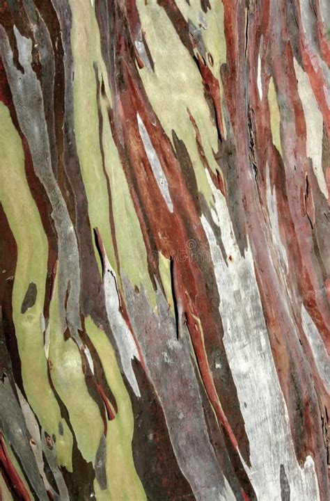 Eucalyptus Deglupta Tree Bark Stock Photo - Image of colorful, abstract: 51051914