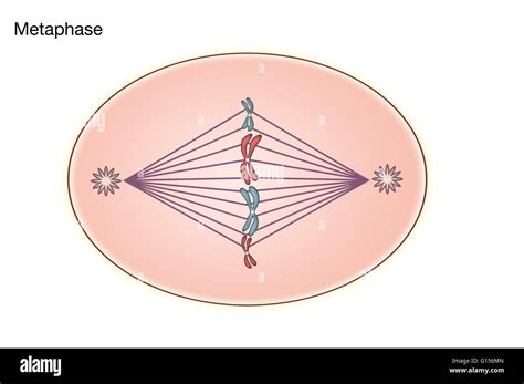 Diagram of Metaphase of Mitosis in an animal cell Stock Photo - Alamy