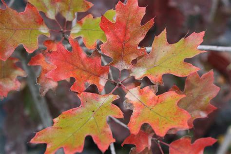 Red Oak fall colour 1 — Ontario Native Plant Nursery | Container Grown ...