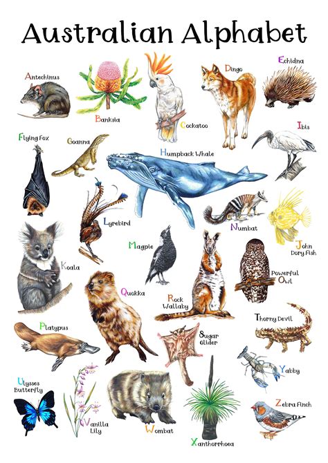 Australian Wildlife Alphabet Poster Hand Drawn Aussie Animals - Etsy Australia