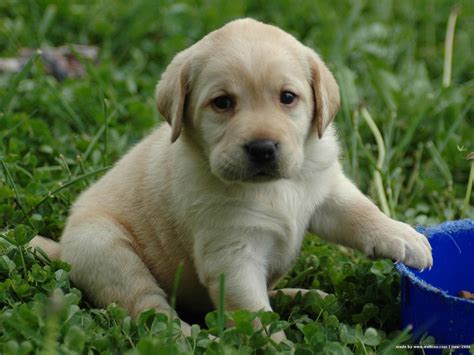 Lovely Labrador Retriever puppy photo and wallpaper. Beautiful Lovely ...