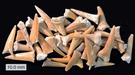 File:CretaceousSharkTeeth061812.JPG - Wikimedia Commons