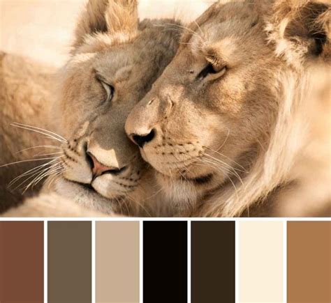 What Color is Lion Fur? • Support Wild