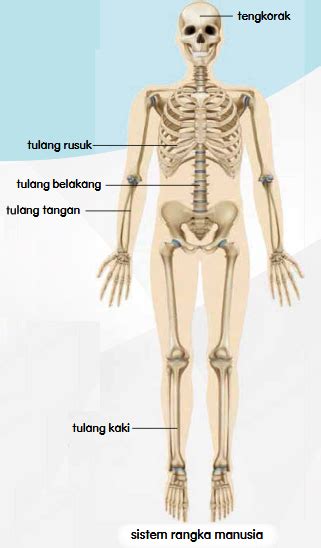 Sistem Rangka Manusia