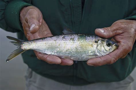 The Vineyard Gazette - Martha's Vineyard News | New Regulations Push Herring Trawlers Further ...