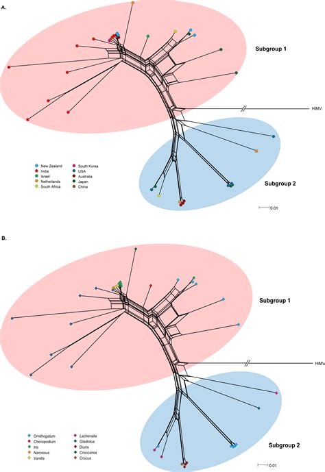 Genetic diversity and molecular evolution of Ornithogalum mosaic virus based on the coat protein ...