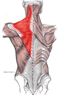 Trapezius - Wikipedia