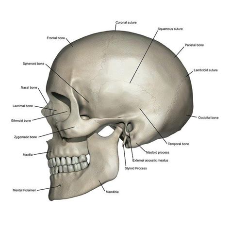 Human Head Anatomy . Human Head Anatomy Lateral View Of Human Skull ...