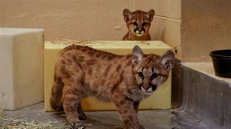 Orphaned twin puma cubs from Washington find new home at Philadelphia Zoo