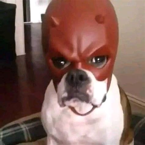 a dog wearing a red mask and looking at the camera with an evil look on ...