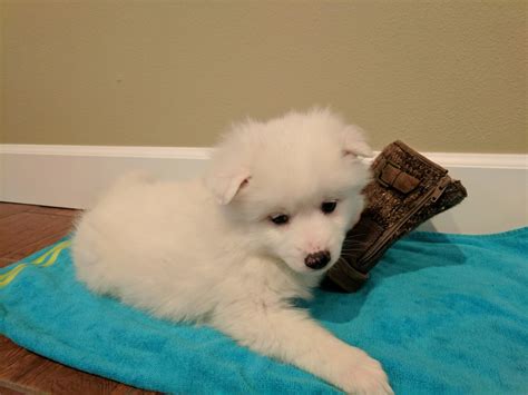 American Eskimo Dog Puppies For Sale | Vancouver, WA #308708