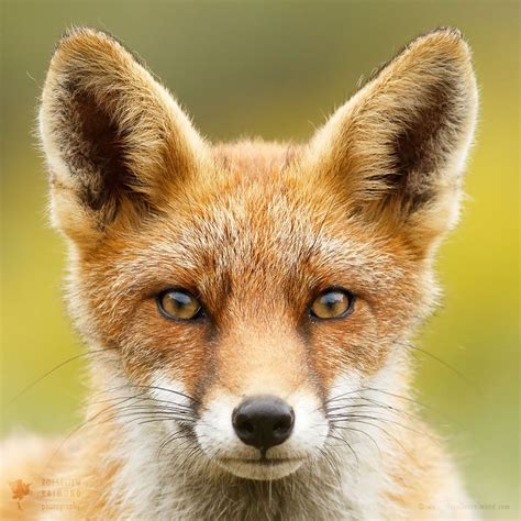 an orange fox with blue eyes looking at the camera