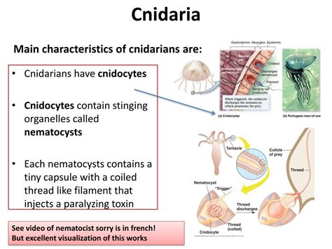 PPT - Filo Cnidaria PowerPoint Presentation, free download - ID:1406957