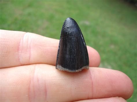 Large Black Alligator Tooth | Recently Sold | FOSSILS | Prehistoric Florida