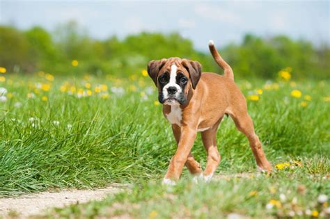 Boxer Puppies: What to Expect with These Cuties! - Furry Babies