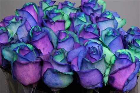 blue, purple, roses - image #160910 on Favim.com