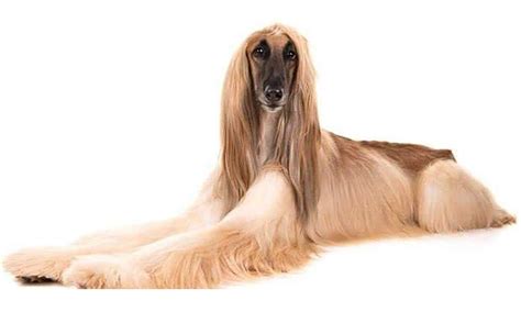 10 Stunning Long-Haired Dogs