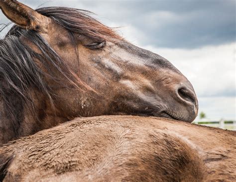 HOME | This Old Horse