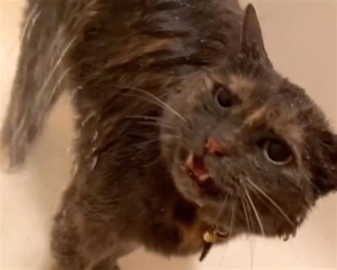 Cat loves to take a daily shower with her owner | Metro News