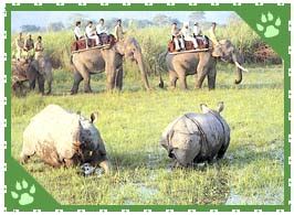 Kaziranga National Park, Kaziranga Wildlife Sanctuary, Kaziranga India, Kaziranga wildlife Assam