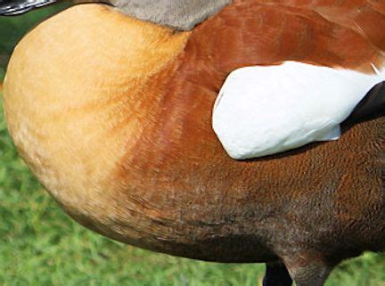 TYPES OF SHELDUCK SPECIES - WWT SLIMBRIDGE