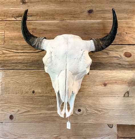 Bison Skull - Northstar Bison