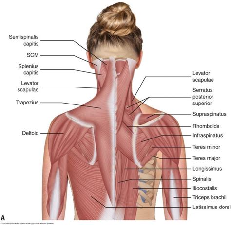 Musculature of the Cervical Spine | Neck muscle anatomy, Shoulder ...