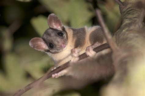 leadbeaters-possum-steve-kuiter-copyright - Friends of Leadbeater's Possum Inc