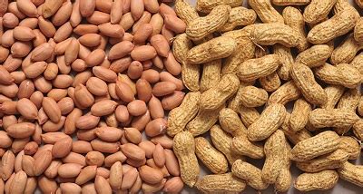 Northern sector produces 85 per cent of Ghana's groundnuts - Ghanaian Times