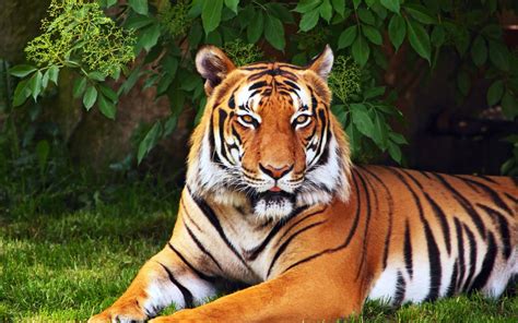 tiger wallpaper 1080p high quality, 924 kB - Celeste Longman | Tijger ...