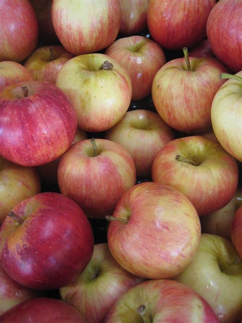 Gala Apples are being harvested now on North Georgia farms!