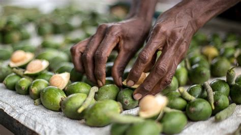 Is the traditional chewing of Betel nut killing Papua New Guinea? - BBC ...