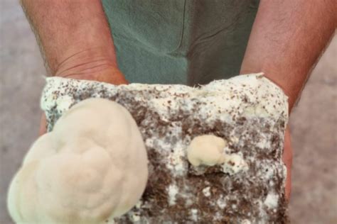 What is Mushroom Mycelium? Benefits & Uses - Forest Super Foods