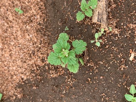 Henbit - UF/IFAS WFREC Weed Science Program - University of Florida ...