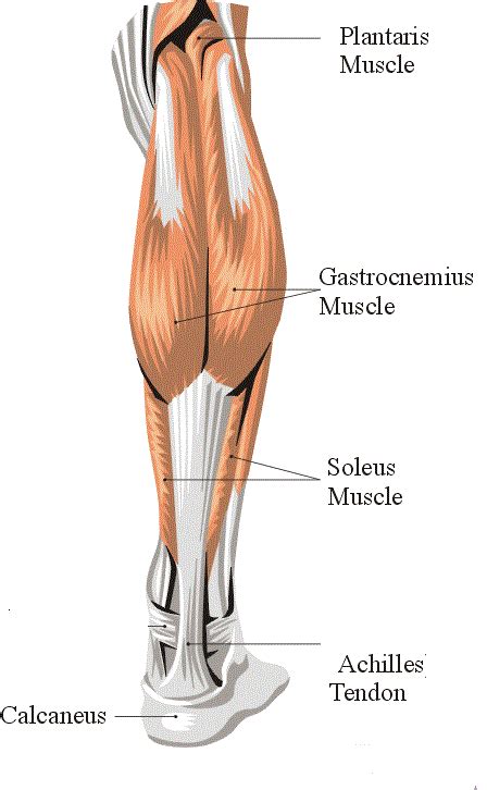 Don't ignore the dreaded calf tear!