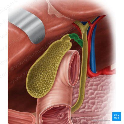 Cystic duct: Anatomy and function | Kenhub