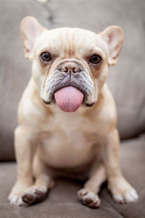 Such a tease! Like and share this with another French Bulldog lover ...