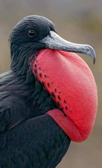 National Birds: Antigua and Barbuda