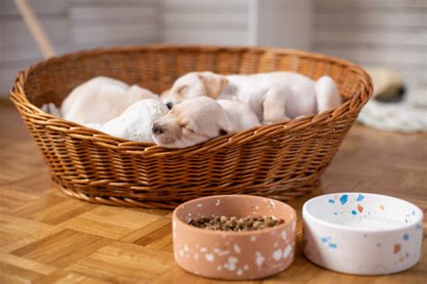 80+ Labrador Retriever Puppies Sleeping On Basket Stock Photos ...