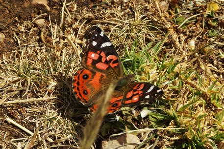 "Butterfly Vanessa braziliensis" Fotografie als Poster und Kunstdruck von Sabine Radtke ...