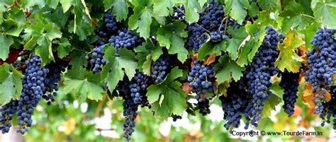 Grapes Farm Visit – An Experience You Can’t Afford to Miss - Tour De Farm