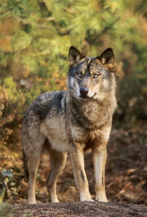 Iberian wolf (Canis lupus signatus) by Terry Whittaker