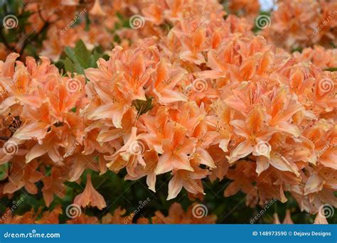 Gorgeous Orange Azalea Bush Flowering in the Spring Stock Photo - Image of azalea, macro: 148973590