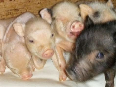 Teacup, Mini Pig For Sale – Peewee Piglet