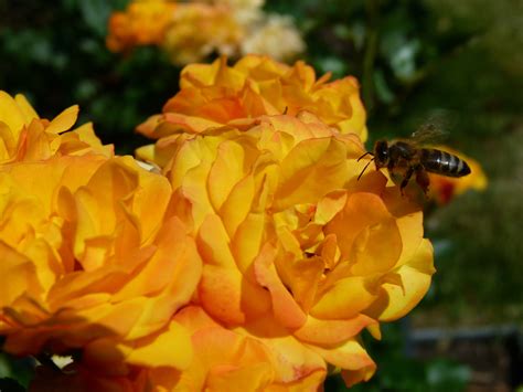 Free Images : nature, flower, petal, insect, yellow, flora, bee, macro ...