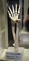 File:Ailuropoda melanoleuca, skeleton arm - National Museum of Nature and Science, Tokyo ...